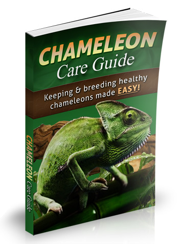 chameleon how to take care book